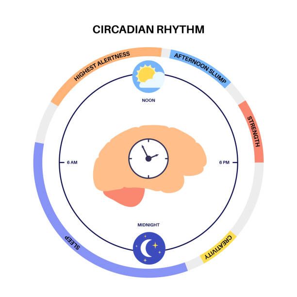Visual explanation of body clock circadian disruption during jet lag